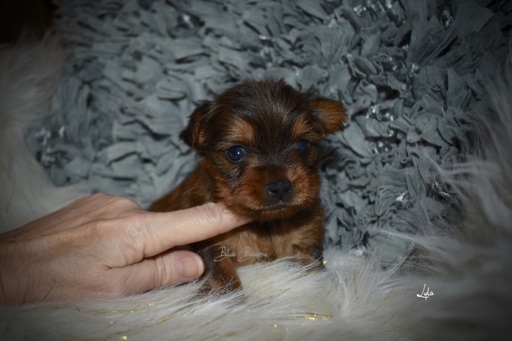 Medium Photo #4 Yorkshire Terrier Puppy For Sale in KELLY, LA, USA