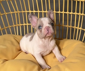 French Bulldog Puppy for sale in ANNAPOLIS, MD, USA