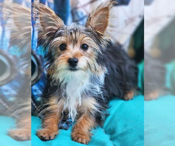 Medium Photo #7 Mutt Puppy For Sale in Tustin, CA, USA