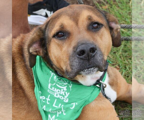Medium Photo #6 Boxer-Unknown Mix Puppy For Sale in Washington, DC, USA