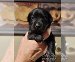 Small Photo #40 Labrador Retriever Puppy For Sale in POCAHONTAS, IL, USA