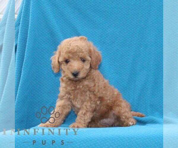 Medium Photo #1 Goldendoodle (Miniature) Puppy For Sale in AIRVILLE, PA, USA