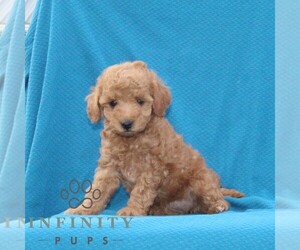 Goldendoodle (Miniature) Puppy for sale in AIRVILLE, PA, USA