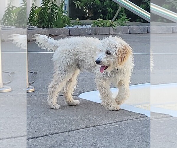 Medium Photo #1 Miniature Australian Shepherd-Poodle (Toy) Mix Puppy For Sale in CICERO, NY, USA