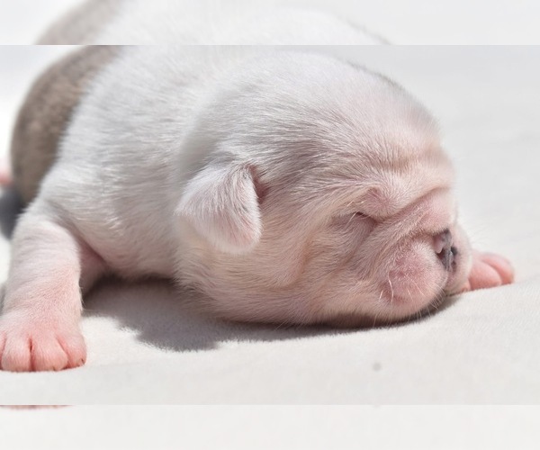 Medium Photo #5 Pug Puppy For Sale in PALM COAST, FL, USA