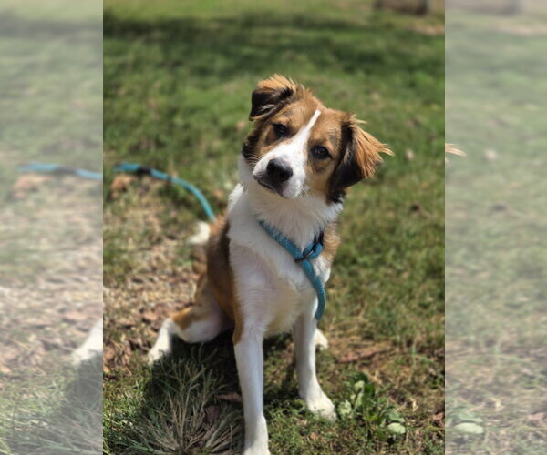 Medium Photo #1 Collie-Unknown Mix Puppy For Sale in Bardstown, KY, USA