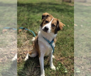 Collie-Unknown Mix Dogs for adoption in Bardstown, KY, USA