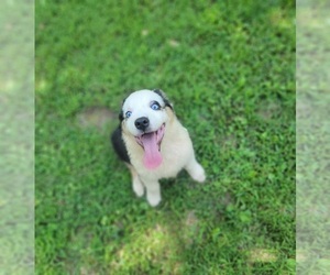 Miniature Australian Shepherd Puppy for sale in HARDY, AR, USA