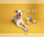 Small #14 American Staffordshire Terrier Mix