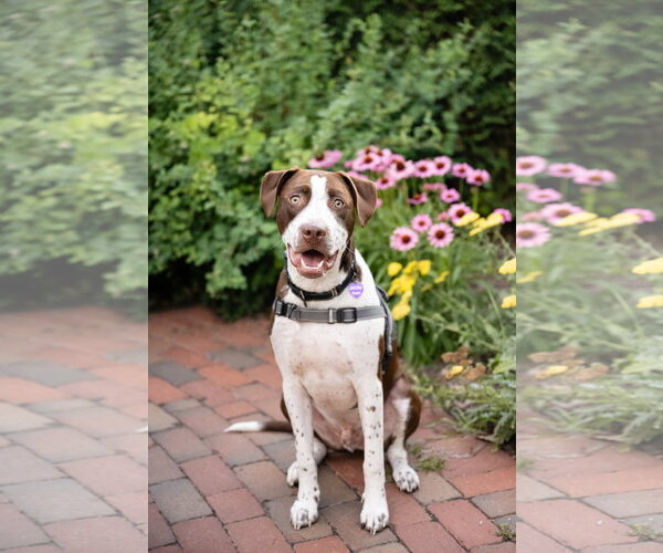 Medium Photo #7 American Pit Bull Terrier-Unknown Mix Puppy For Sale in Minneapolis, MN, USA