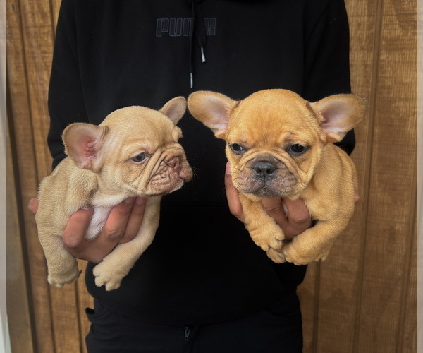 Medium Photo #1 French Bulldog Puppy For Sale in APPLE VALLEY, CA, USA
