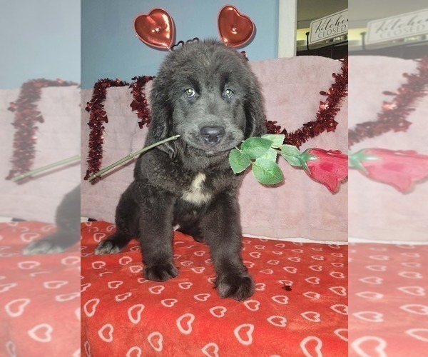 Medium Photo #1 Newfoundland Puppy For Sale in AURORA, IN, USA