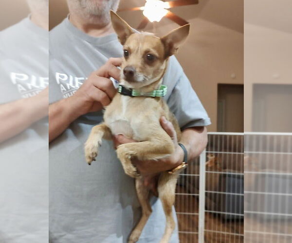 Medium Photo #3 Chihuahua-Unknown Mix Puppy For Sale in Mooresville, NC, USA