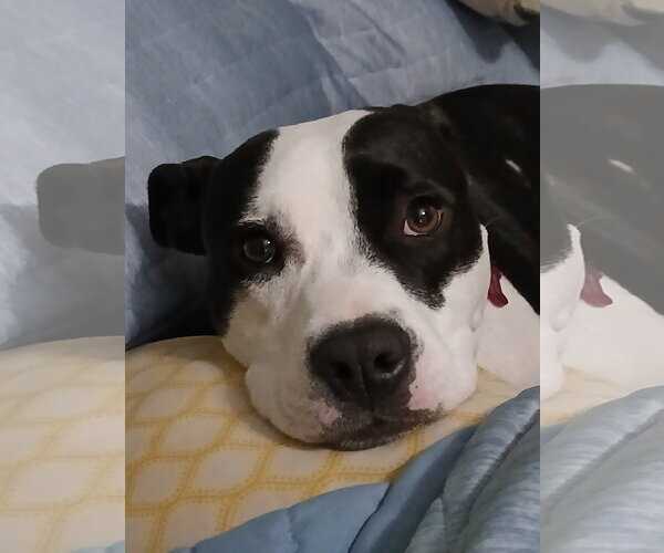 Medium Photo #2 Mutt Puppy For Sale in Murfreesboro, NC, USA