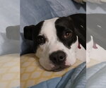 Small #1 Mutt