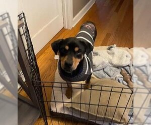 Dixby Daxby (TX) - Male Rottweiler-Unknown Mix Dog for Adoption - Photo #3