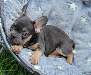 French Bulldog Puppy for sale in TARPON SPRINGS, FL, USA