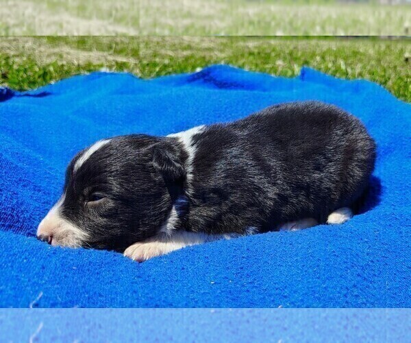 Medium Photo #22 Border Collie Puppy For Sale in NORBORNE, MO, USA