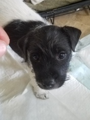Jack Russell Terrier Puppy for sale in BREWSTER, WA, USA