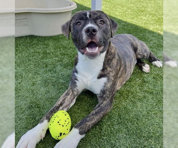 Medium Photo #3 Staffordshire Bull Terrier-Unknown Mix Puppy For Sale in San Francisco, CA, USA