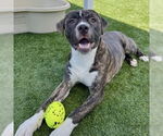 Small #2 Staffordshire Bull Terrier Mix