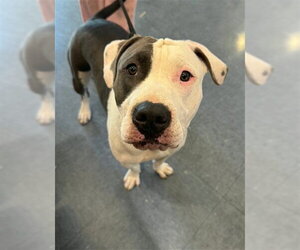 Mutt Dogs for adoption in Santa Maria, CA, USA