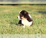 Small #5 Pembroke Welsh Corgi
