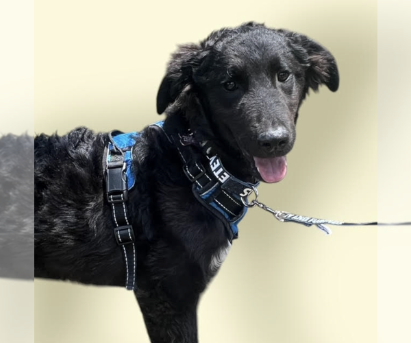 Medium Photo #1 Mutt Puppy For Sale in Rockville, MD, USA