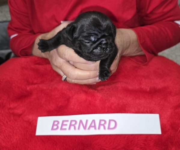 Medium Photo #3 Pug Puppy For Sale in WAUKEE, IA, USA