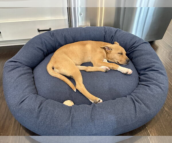 Medium Photo #6 Mutt Puppy For Sale in Holly Springs, NC, USA