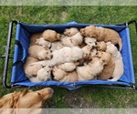 Image preview for Ad Listing. Nickname: Litter of 10