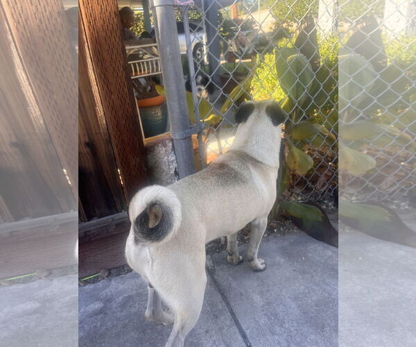 Medium Photo #4 Pug-Unknown Mix Puppy For Sale in San Jose, CA, USA