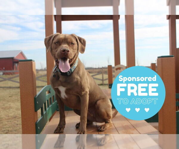 Medium Photo #17 Chesapeake Bay Retriever-Unknown Mix Puppy For Sale in Chestertown, MD, USA