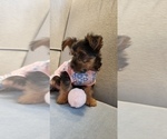 Small Photo #40 Yorkshire Terrier Puppy For Sale in NEVADA, TX, USA