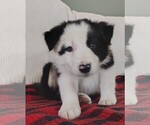 Puppy Ranger Border Collie
