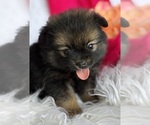 Small #10 Pomeranian