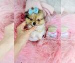 Small #1 Pomeranian