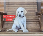 Puppy Yellow RC Labrador Retriever