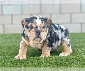 English Bulldog Puppy for sale in ANCHORAGE, AK, USA