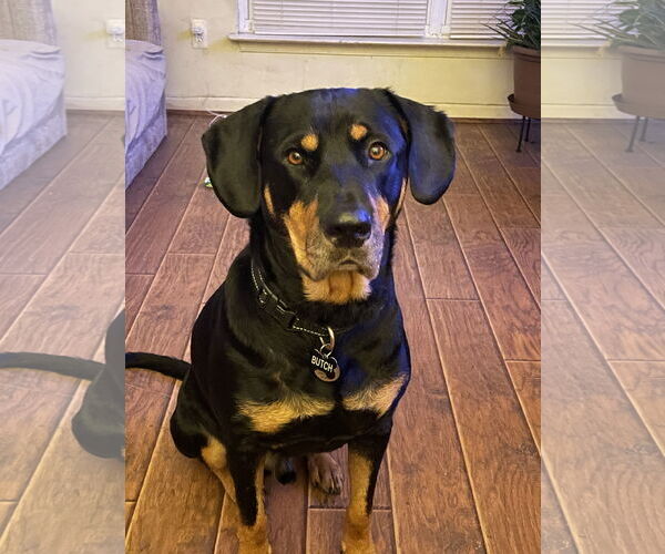 Medium Photo #10 Rottweiler-Unknown Mix Puppy For Sale in White Hall, AR, USA