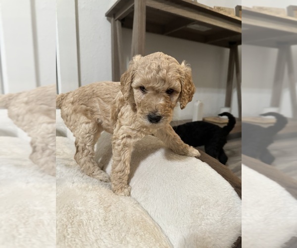 Medium Photo #5 Goldendoodle-Poodle (Standard) Mix Puppy For Sale in YAKIMA, WA, USA
