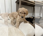 Small Photo #5 Goldendoodle-Poodle (Standard) Mix Puppy For Sale in YAKIMA, WA, USA
