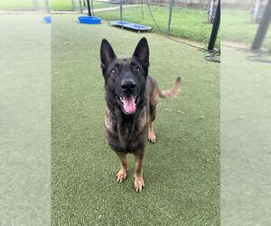 Mutt Dogs for adoption in Pasadena, TX, USA