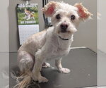 Small Maltese Mix