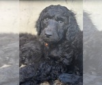 Small #3 Poodle (Standard)