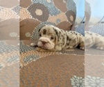 Small Photo #9 English Bulldog Puppy For Sale in CIBOLO, TX, USA