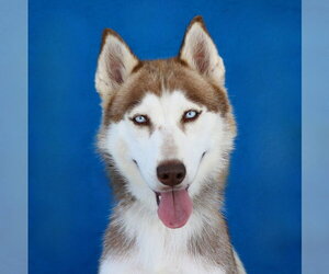 Siberian Husky Dogs for adoption in Pasadena, CA, USA