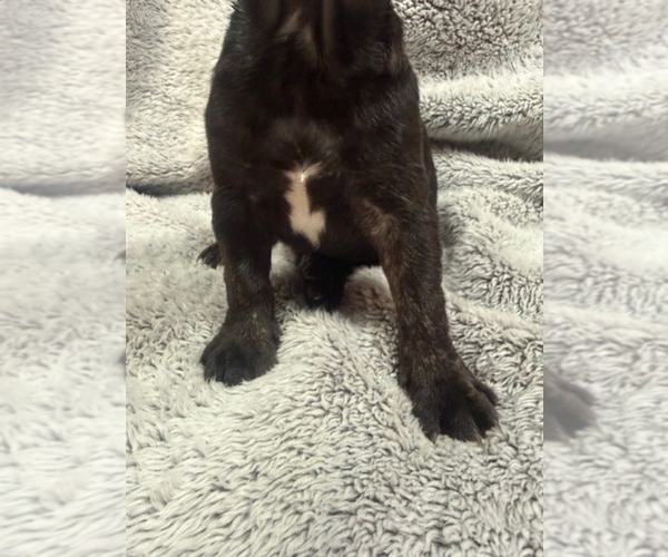 Medium Photo #7 Faux Frenchbo Bulldog-French Bulldog Mix Puppy For Sale in MOUNDRIDGE, KS, USA