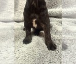 Small #6 Faux Frenchbo Bulldog-French Bulldog Mix