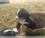 Small #2 Bernese Mountain Dog